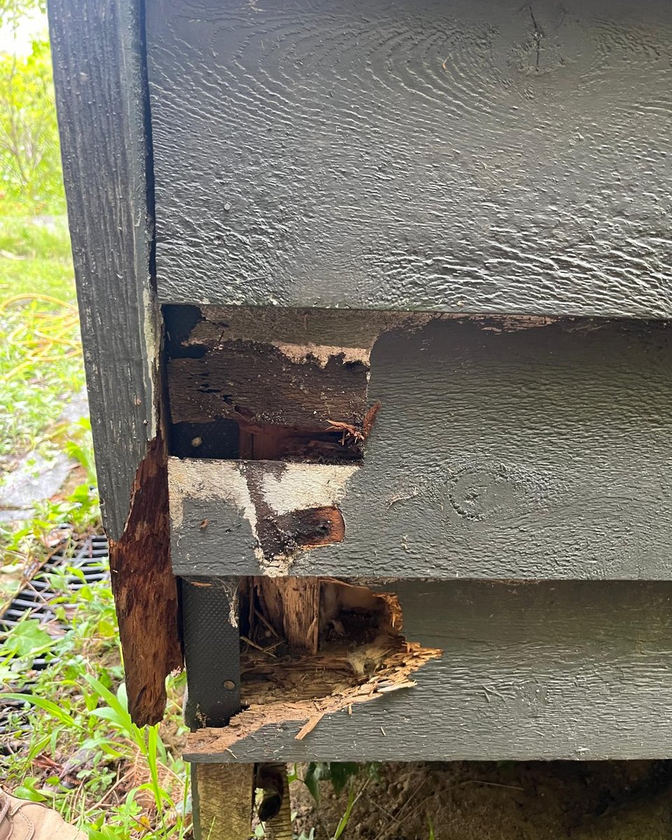 Rotten, broken corner weatherboards on a Hornsby Heights house